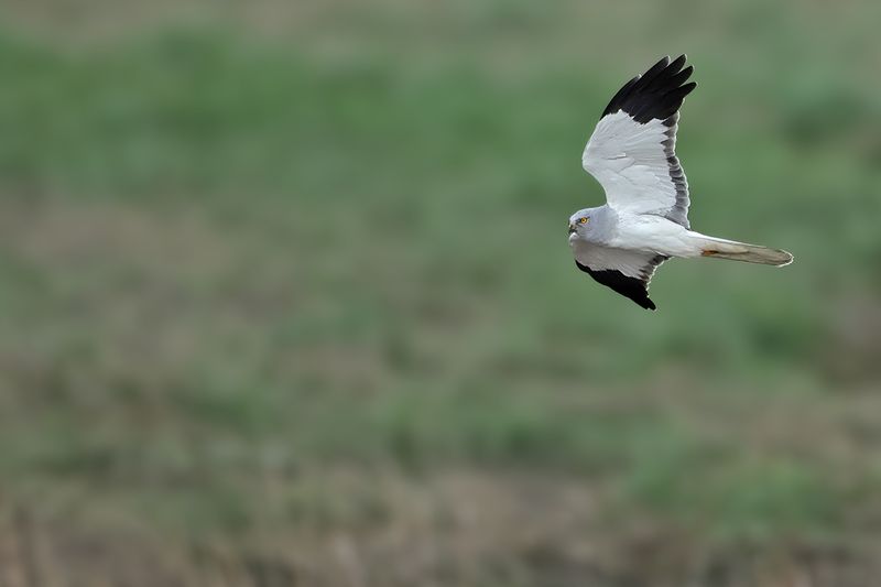 Hen Harrier (Circus cyaneus)