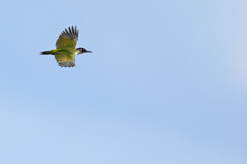 European Green Woodpecker (Picus viridis)