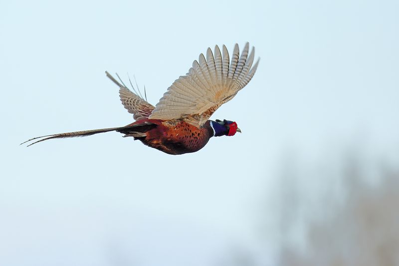 Common Pheasant (Phasianus colchicus)
