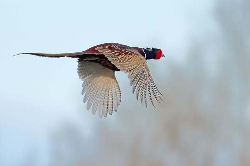 Common Pheasant (Phasianus colchicus)