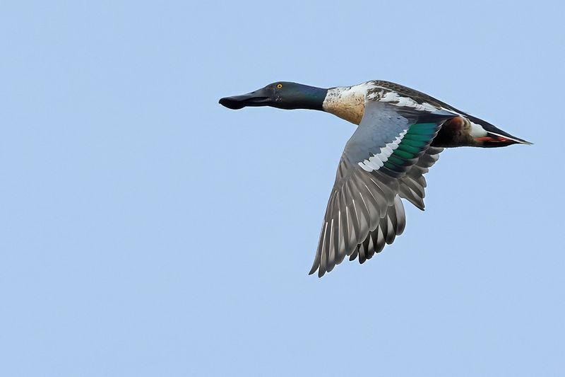 Northern Shoveler (Anas clypeata)