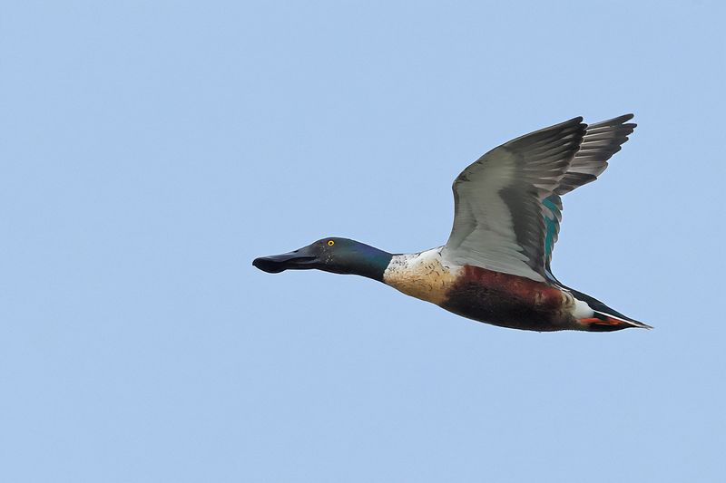Northern Shoveler (Anas clypeata)