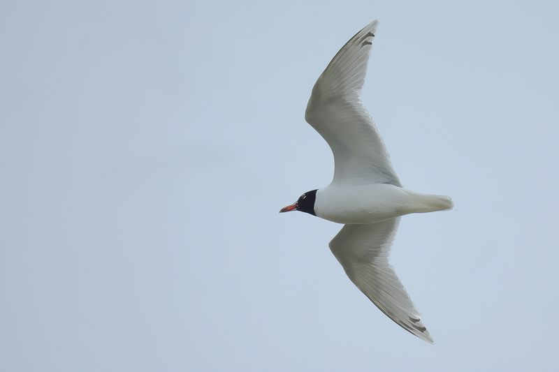 Mediterranean Gull (Ichthyaetus melanocephalus)