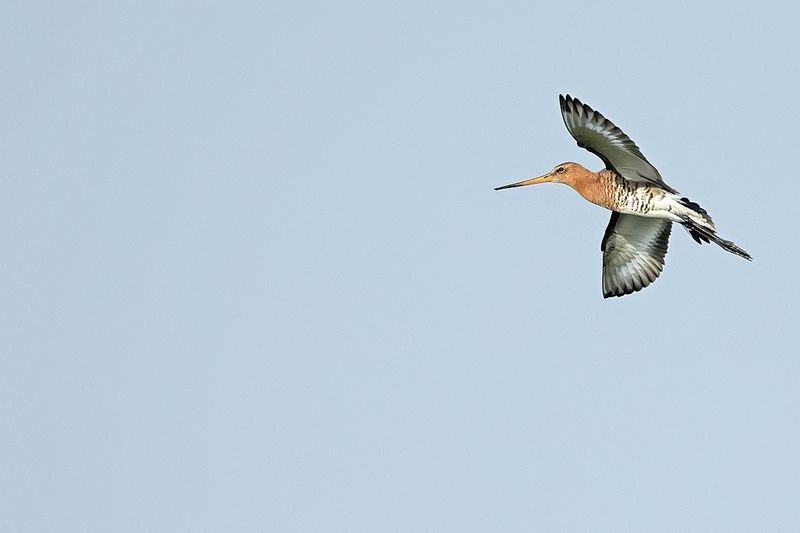 Black-tailed Godwit (Limosa limosa)