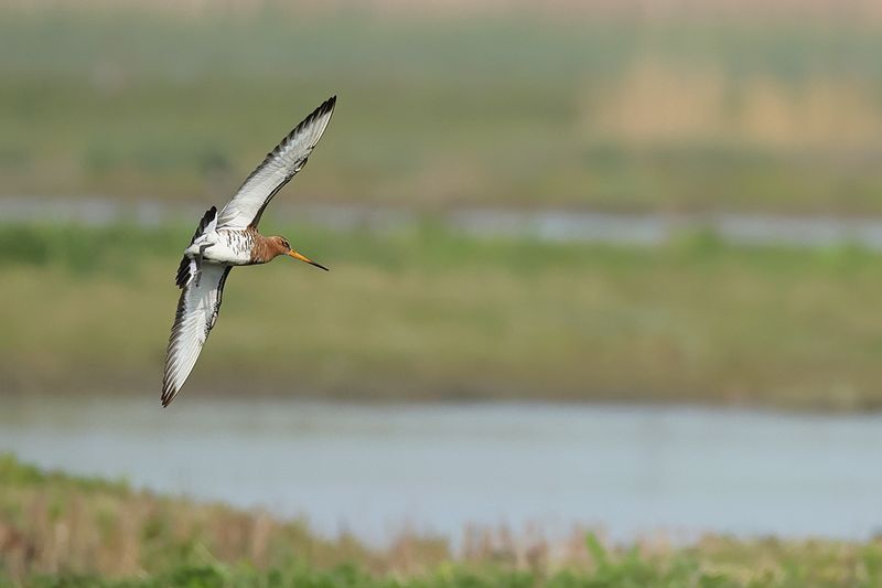 Black-tailed Godwit (Limosa limosa)