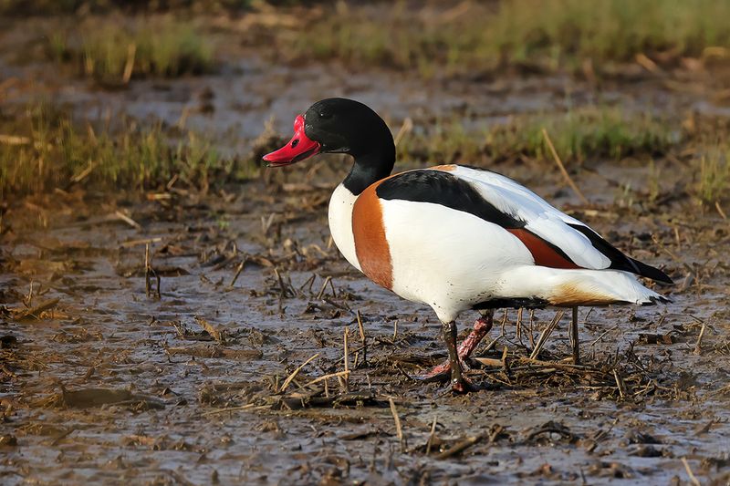 Common Shelduck (Tadorna tadorna)