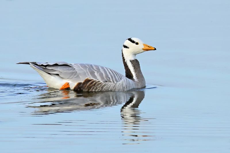Gallery Bar-headed goose