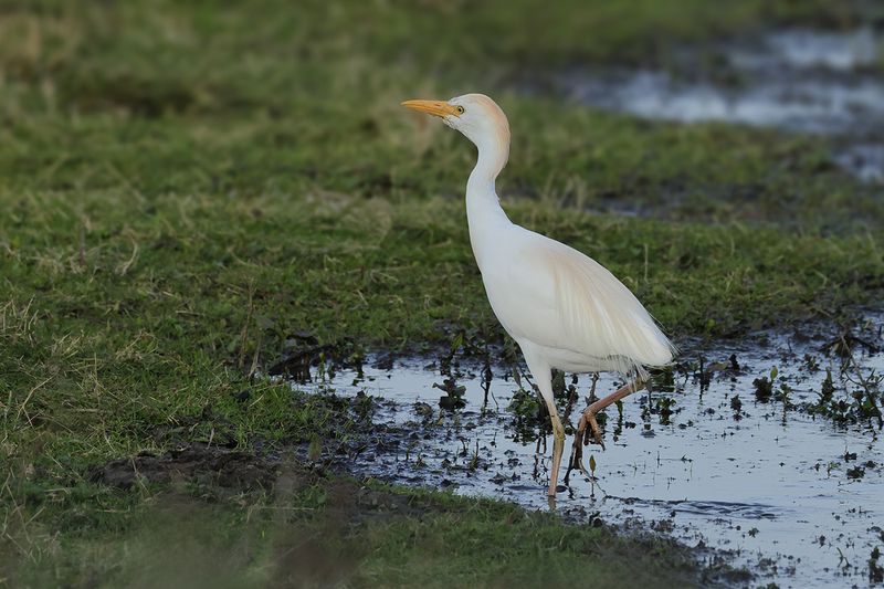 Cattle Egret (Ardea ibis)