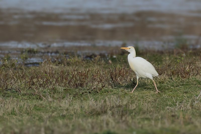 Cattle Egret (Ardea ibis)
