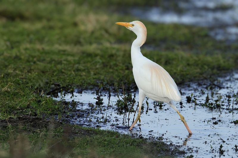 Cattle Egret (Ardea ibis)