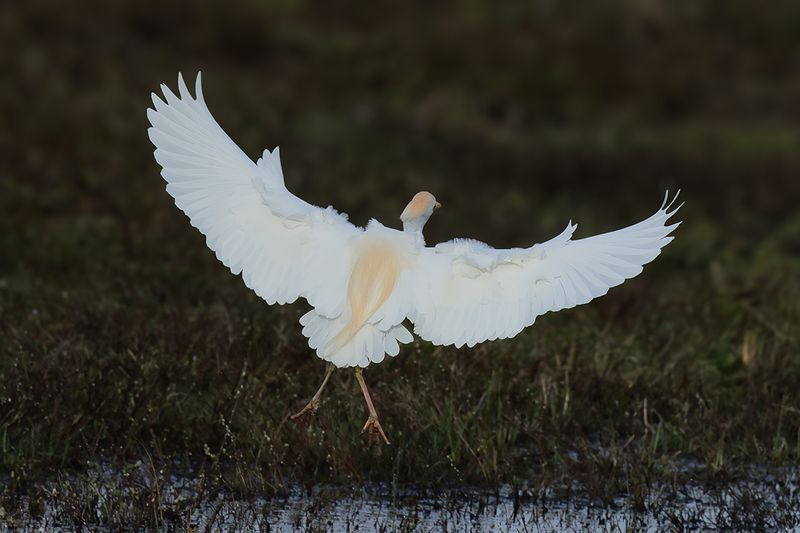 Cattle Egret (Ardea ibis)