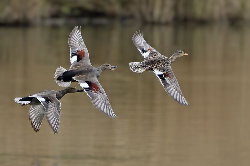 Gadwall (Anas strepera)