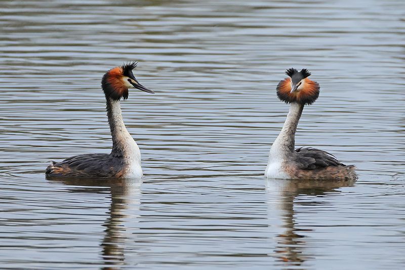 Great Crested Grebe (Podiceps cristatus)