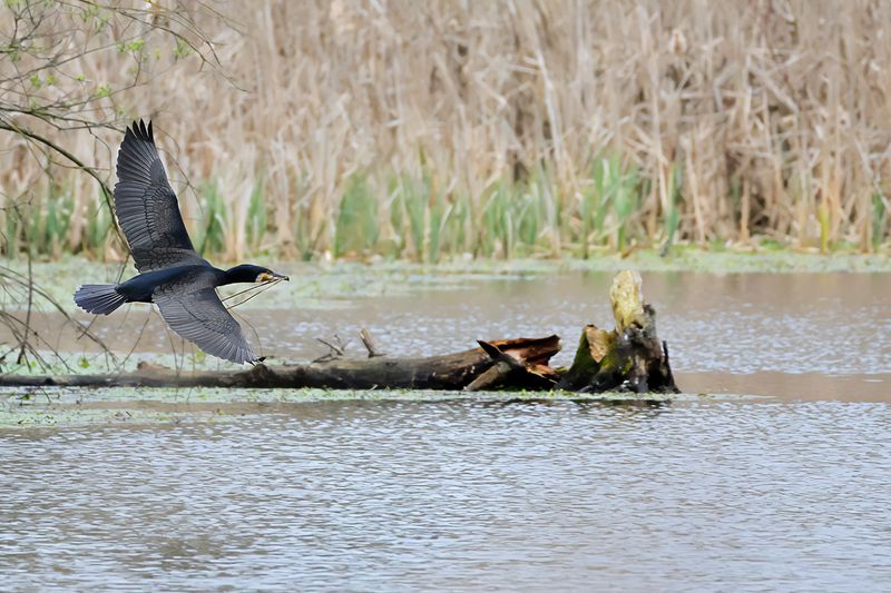 Great Cormorant (Phalacrocorax carbo) 