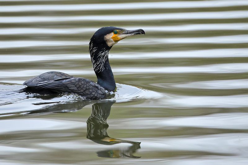 Great Cormorant (Phalacrocorax carbo) 