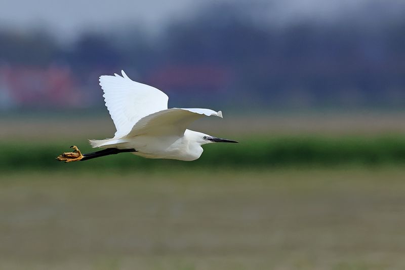Little Egret (Egreta garzetta)