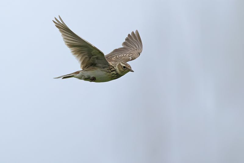 Eurasian Skylark (Alauda arvensis)