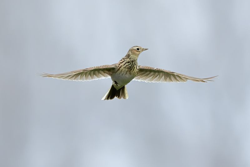 Eurasian Skylark (Alauda arvensis)