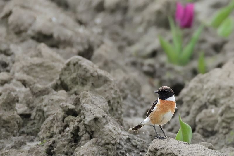 European Stonechat (Saxicola rubicola)