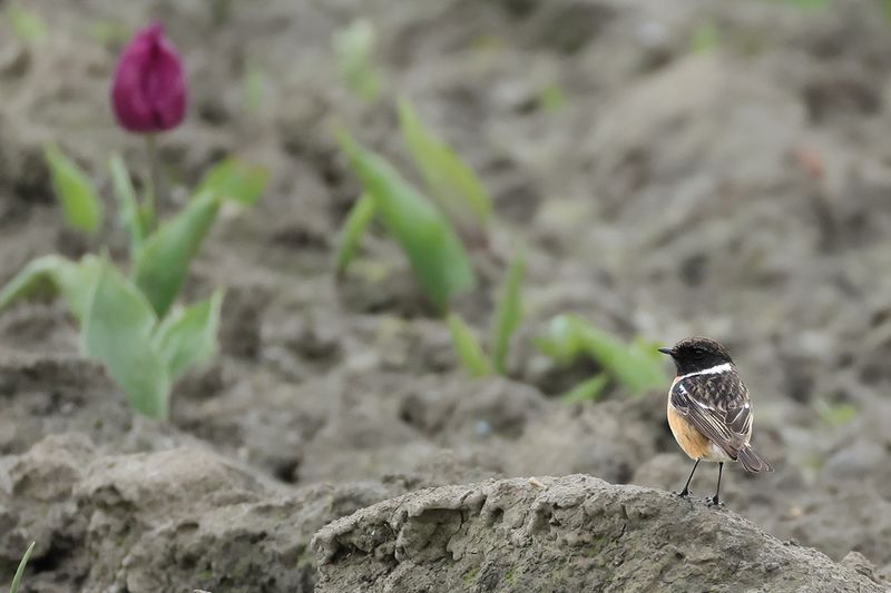 European Stonechat (Saxicola rubicola)
