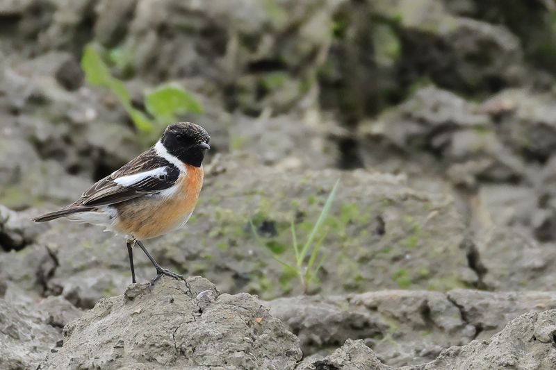 European Stonechat (Saxicola rubicola)