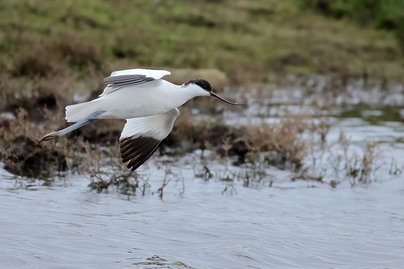 Pied avocet (Recurvirostra avosetta)