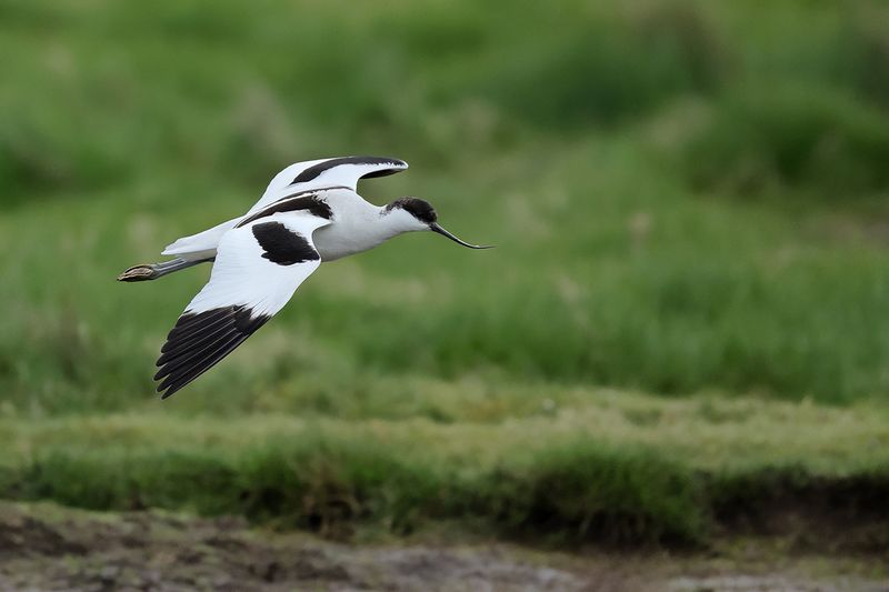Pied avocet (Recurvirostra avosetta)