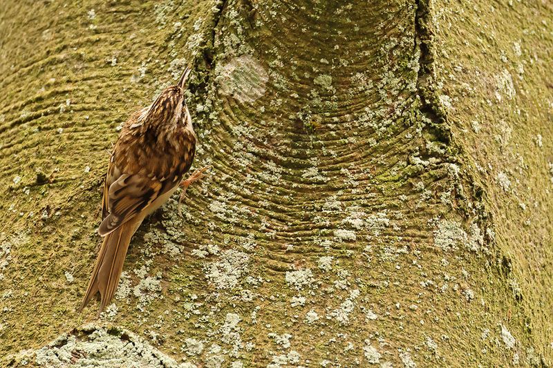Eurasian treecreeper (Certhia familiaris)