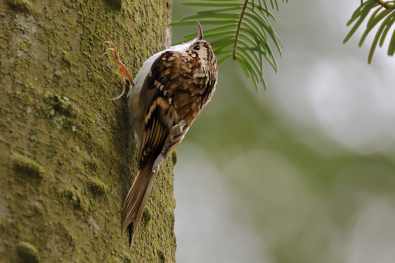 Eurasian treecreeper (Certhia familiaris)
