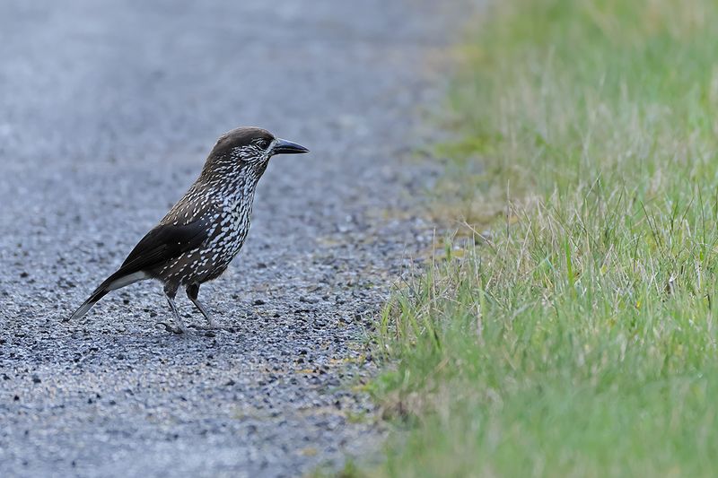 Spotted Nutcracker (Nucifraga caryocatactes)