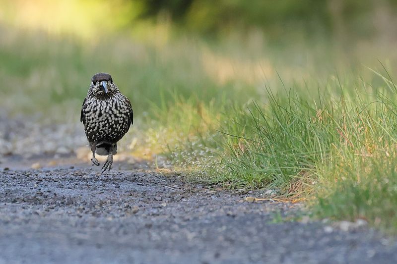 Spotted Nutcracker (Nucifraga caryocatactes)