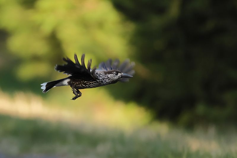 Spotted Nutcracker (Nucifraga caryocatactes)
