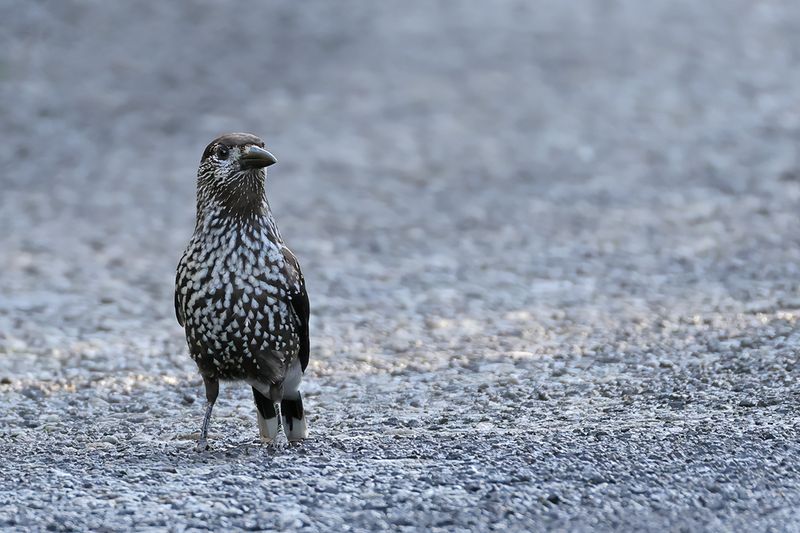 Spotted Nutcracker (Nucifraga caryocatactes)