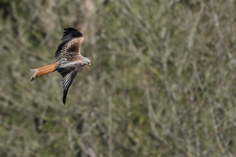Red Kite (Milvus milvus) 