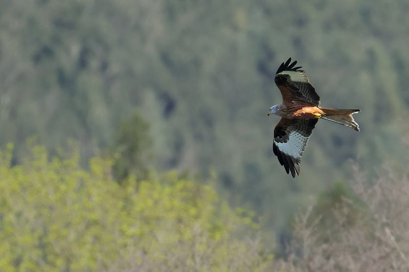 Red Kite (Milvus milvus) 