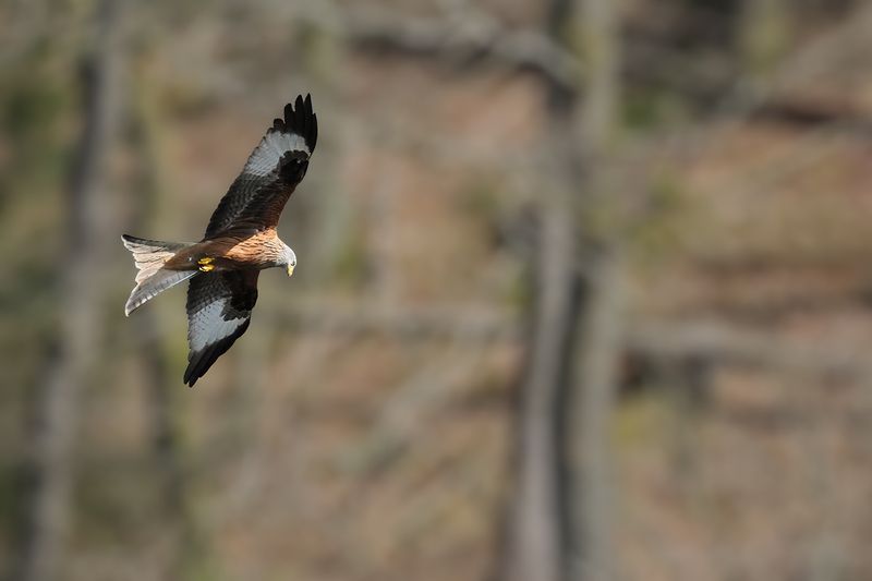 Red Kite (Milvus milvus) 