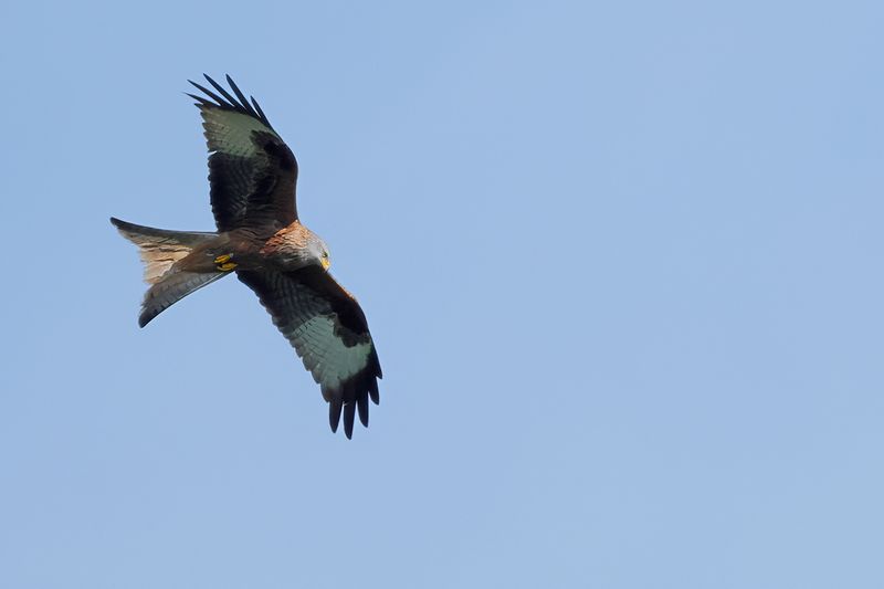 Red Kite (Milvus milvus) 
