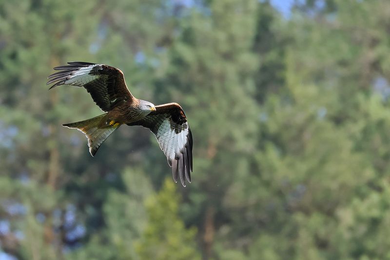 Red Kite (Milvus milvus) 