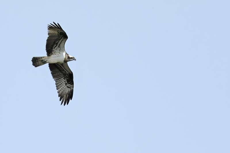 Osprey (Pandion haliaetus)