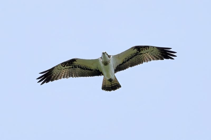 Osprey (Pandion haliaetus)