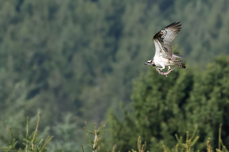 Osprey (Pandion haliaetus)