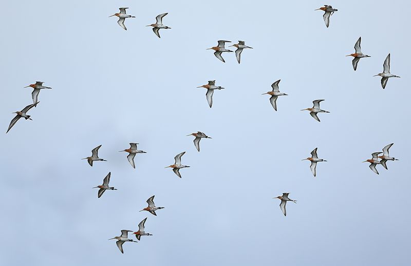 Black-tailed Godwit (Limosa limosa)
