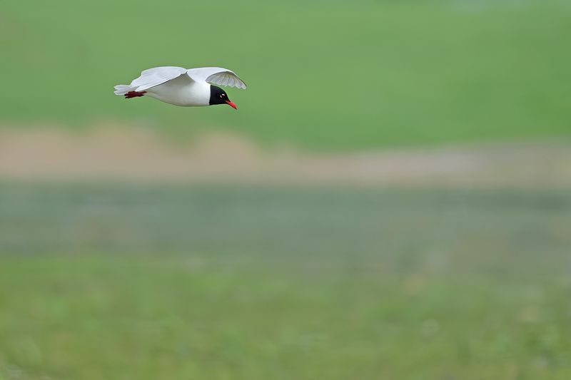Mediterranean Gull (Ichthyaetus melanocephalus)