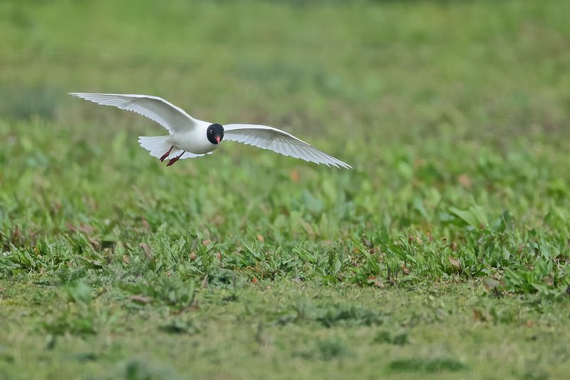 Mediterranean Gull (Ichthyaetus melanocephalus)