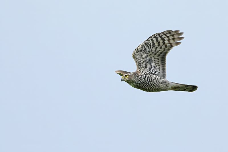 Eurasian Sparrowhawk (Accipiter nisus)