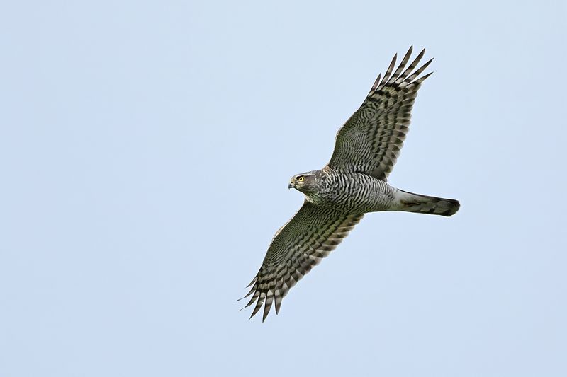 Eurasian Sparrowhawk (Accipiter nisus)