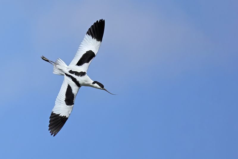 Pied avocet (Recurvirostra avosetta)