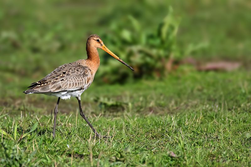 Black-tailed Godwit (Limosa limosa)