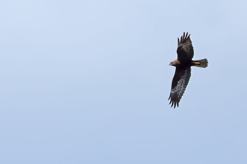 Western Marsh Harrier (Circus aeruginosus)