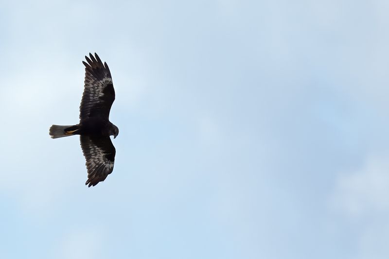 Western Marsh Harrier (Circus aeruginosus)